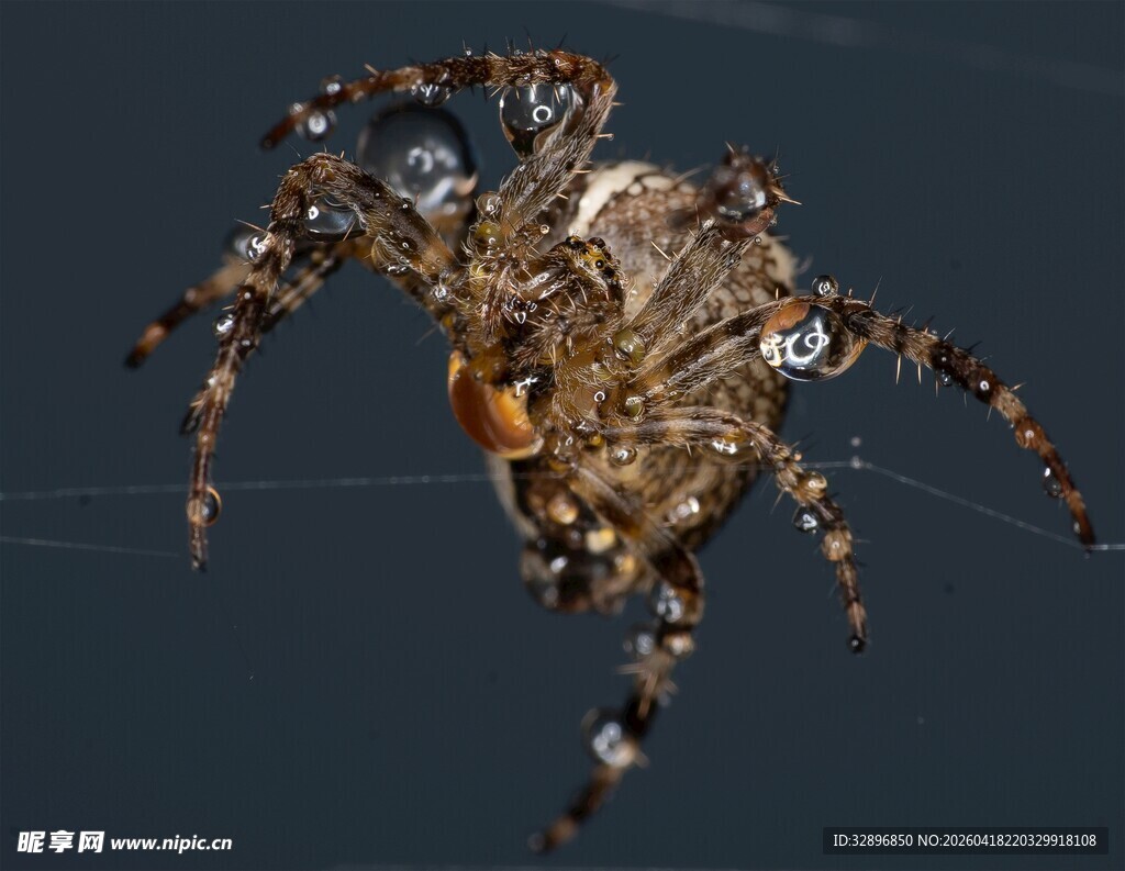 悬于蛛丝的花纹蜘蛛