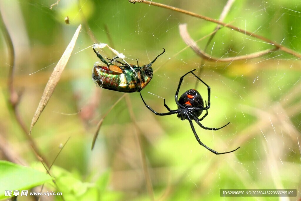 草丛中的蜘蛛与甲虫