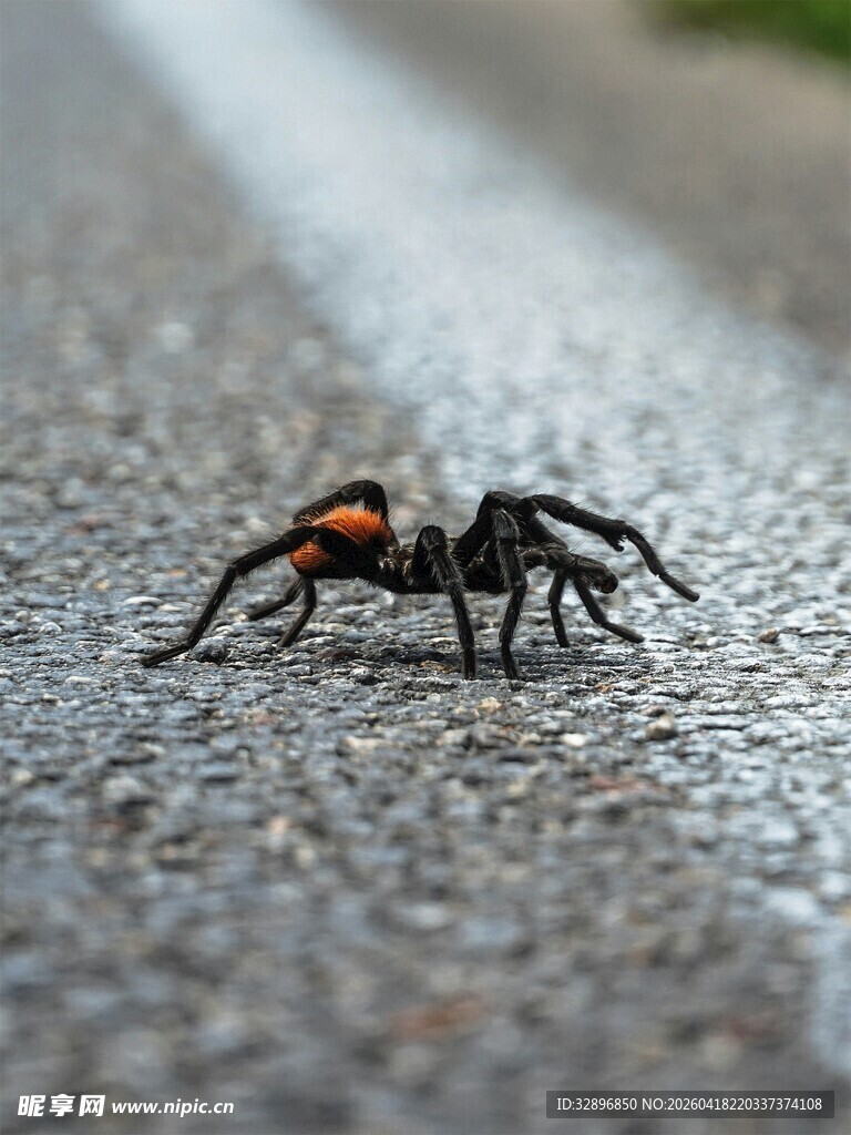 路面上的黑红相间蜘蛛