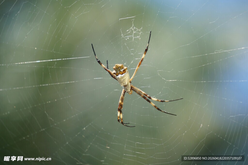 蜘蛛悬于蛛丝上