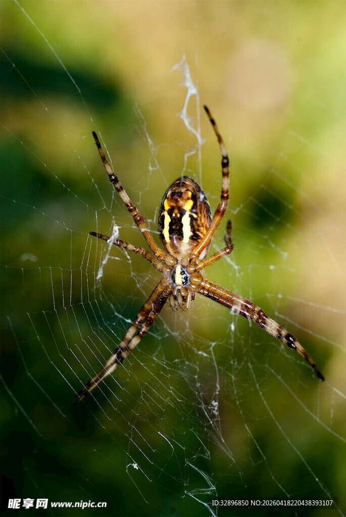 蜘蛛盘踞于精致蛛网中
