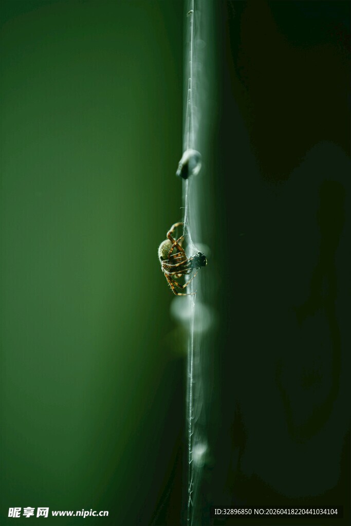 绿叶上的小昆虫