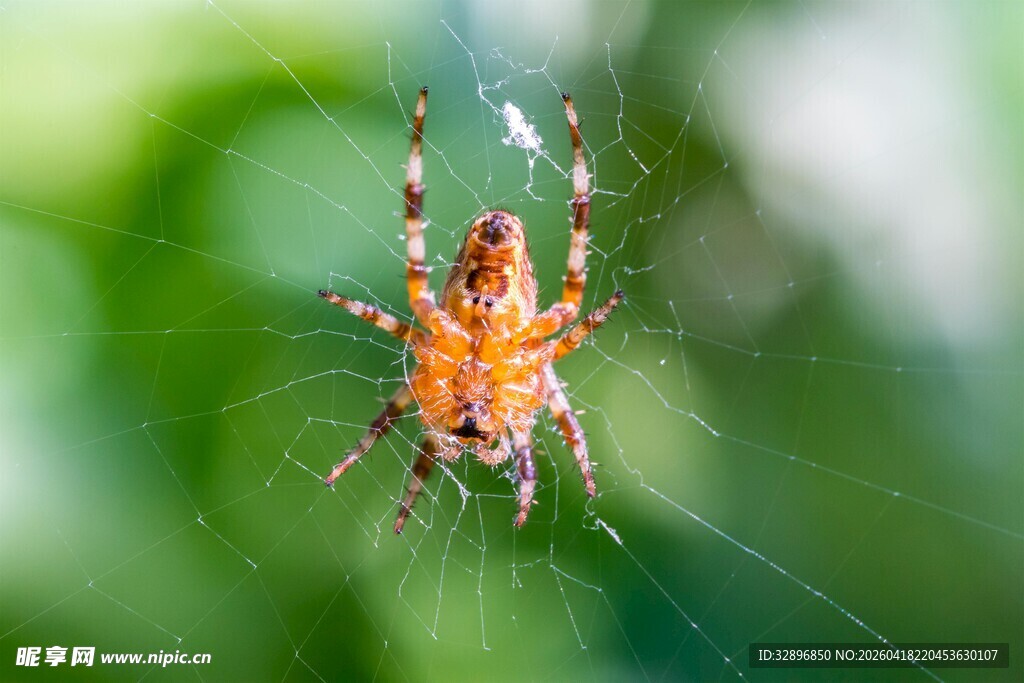 蜘蛛悬于蛛网特写