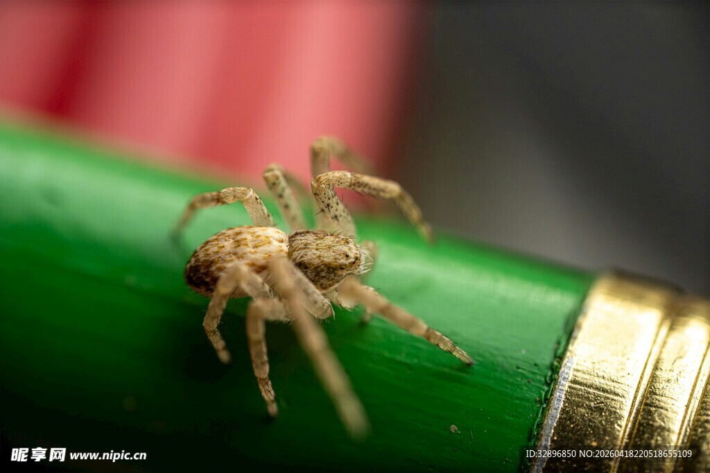 铅笔上的小跳蛛