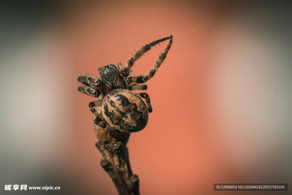 特写色彩斑斓的蜘蛛