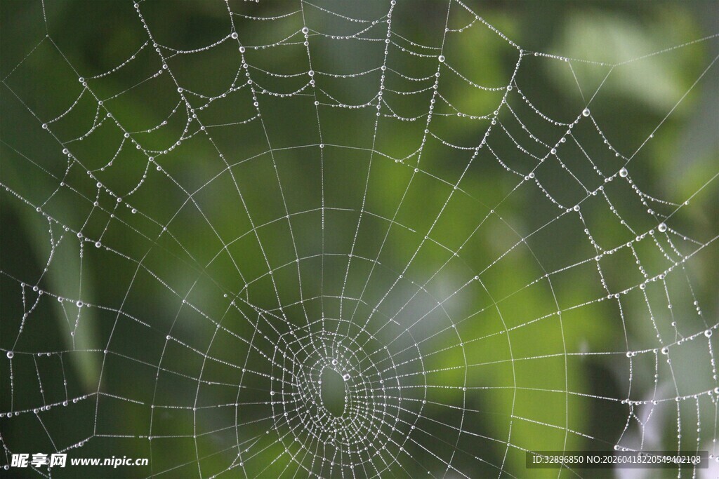 晶莹蛛网自然的精巧织作