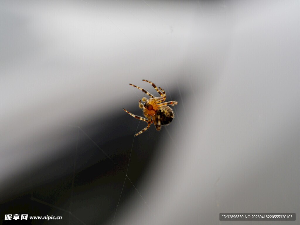 微距下的多彩小蜘蛛