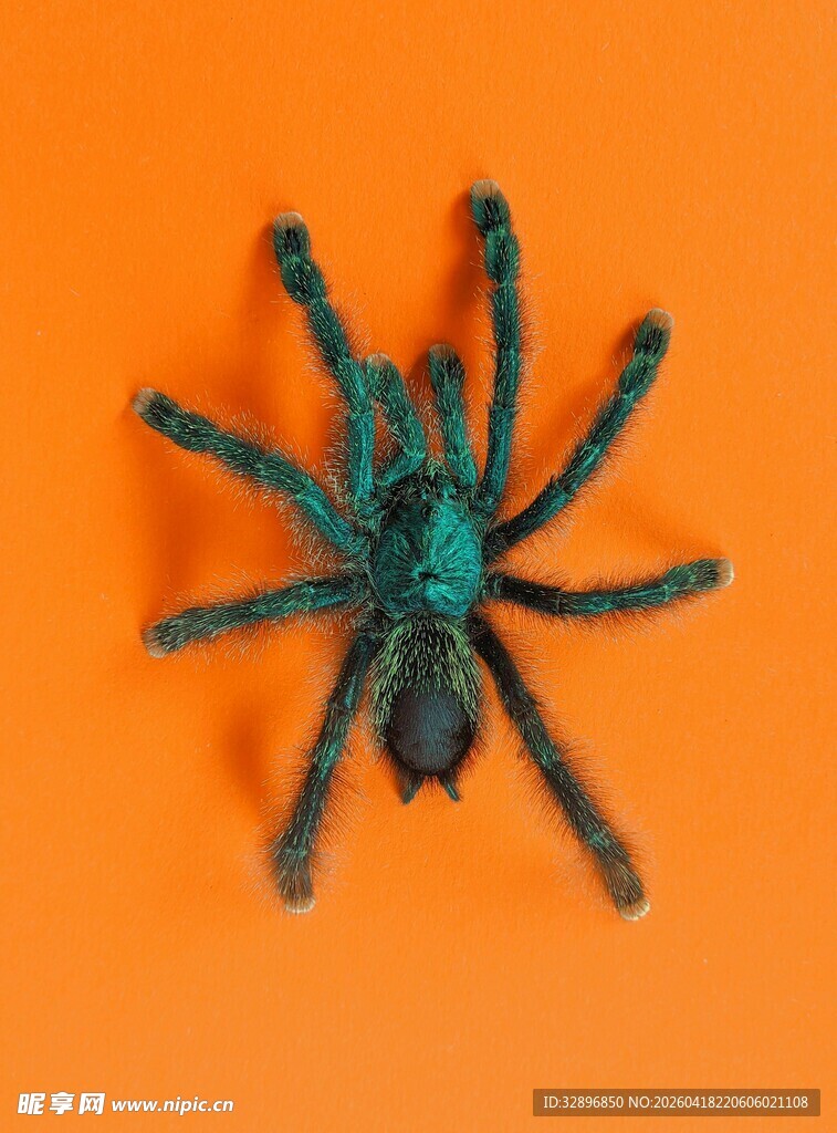 绿色蜘蛛模型特写