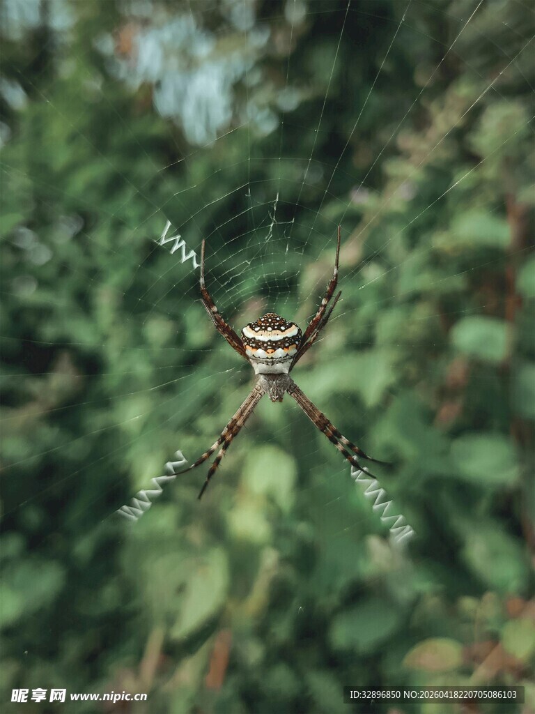 蜘蛛于绿叶间织网