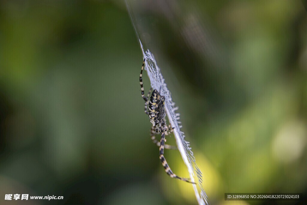 蛛丝上的晶莹露珠