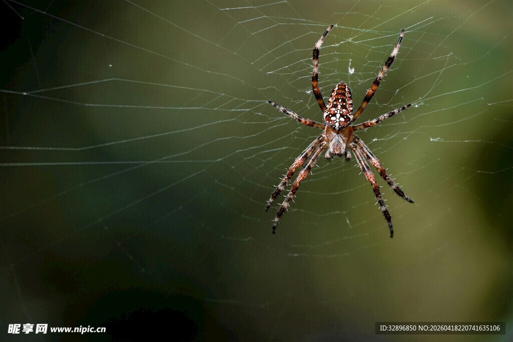 蜘蛛于蛛网上的特写