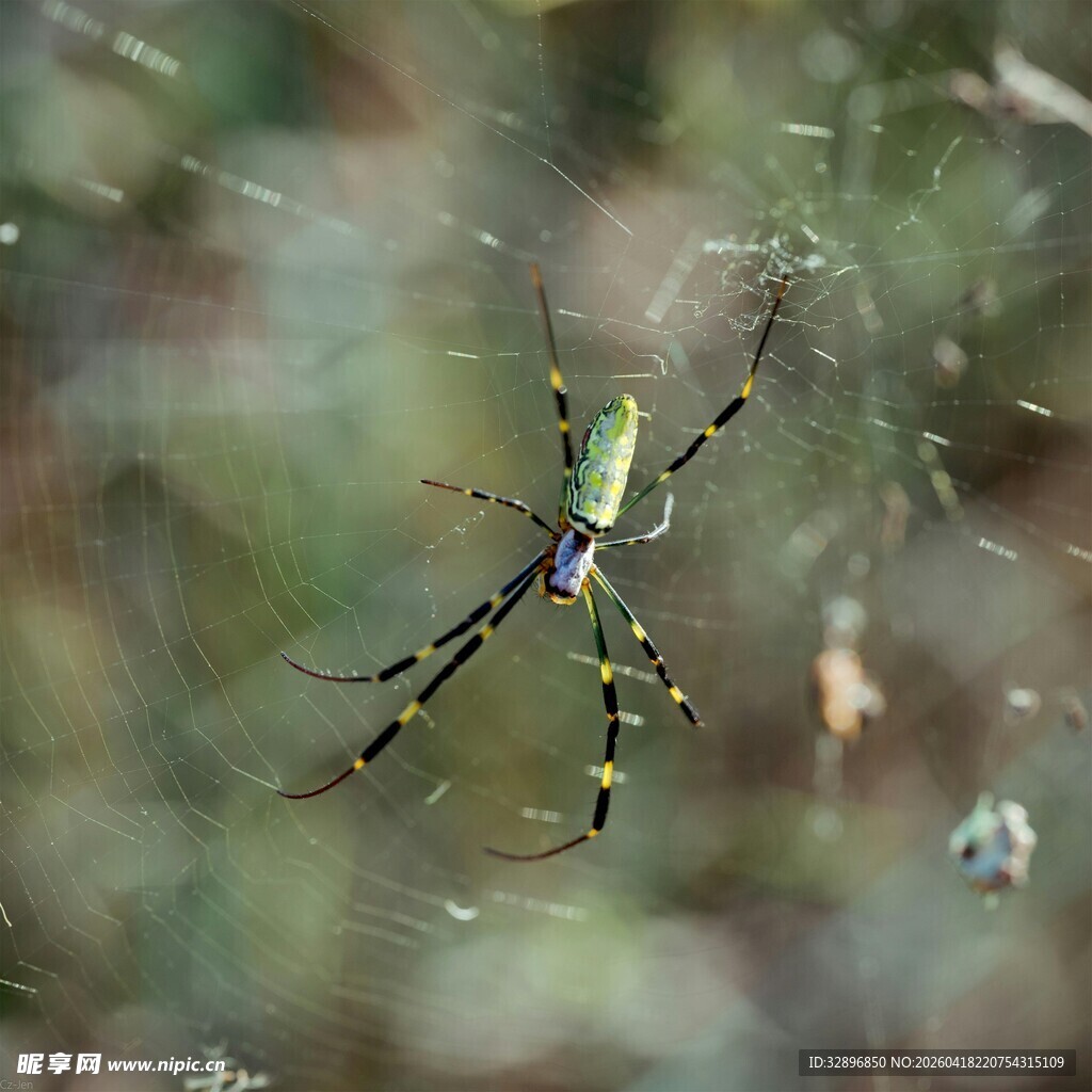 绿蜘蛛悬于蛛网上
