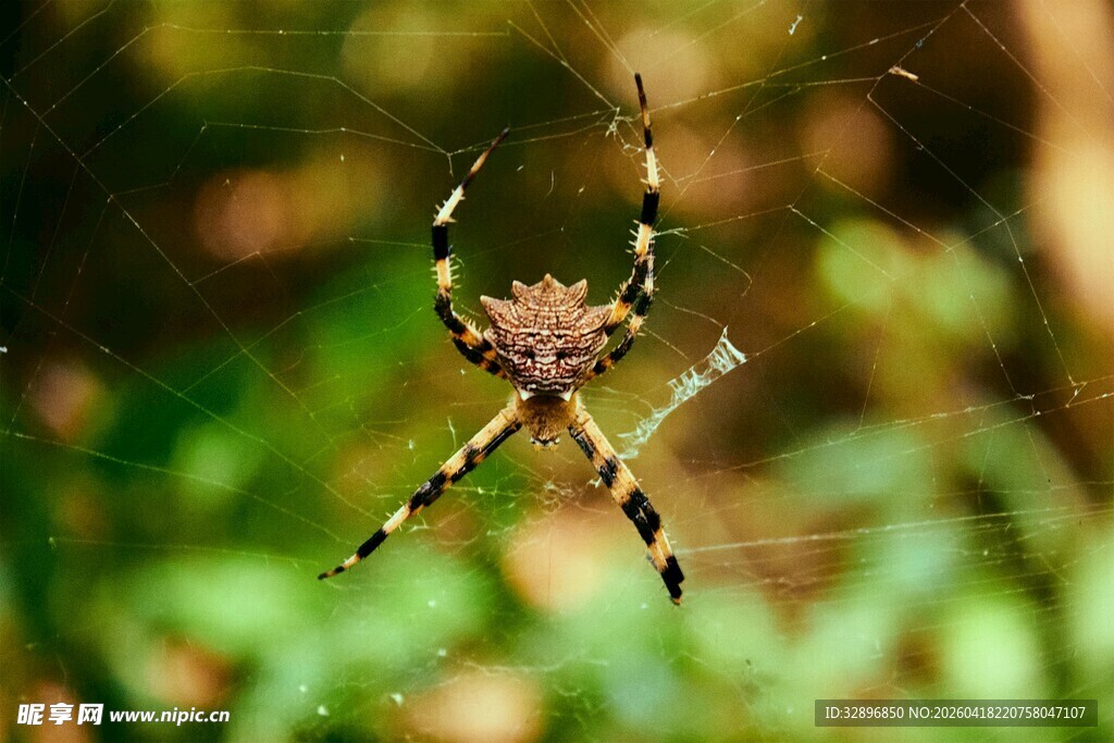 蜘蛛于自然中织网