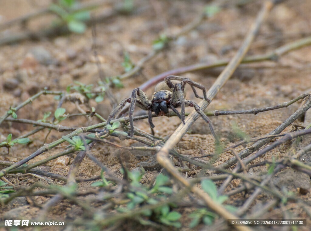 地面上的一只棕色蜘蛛