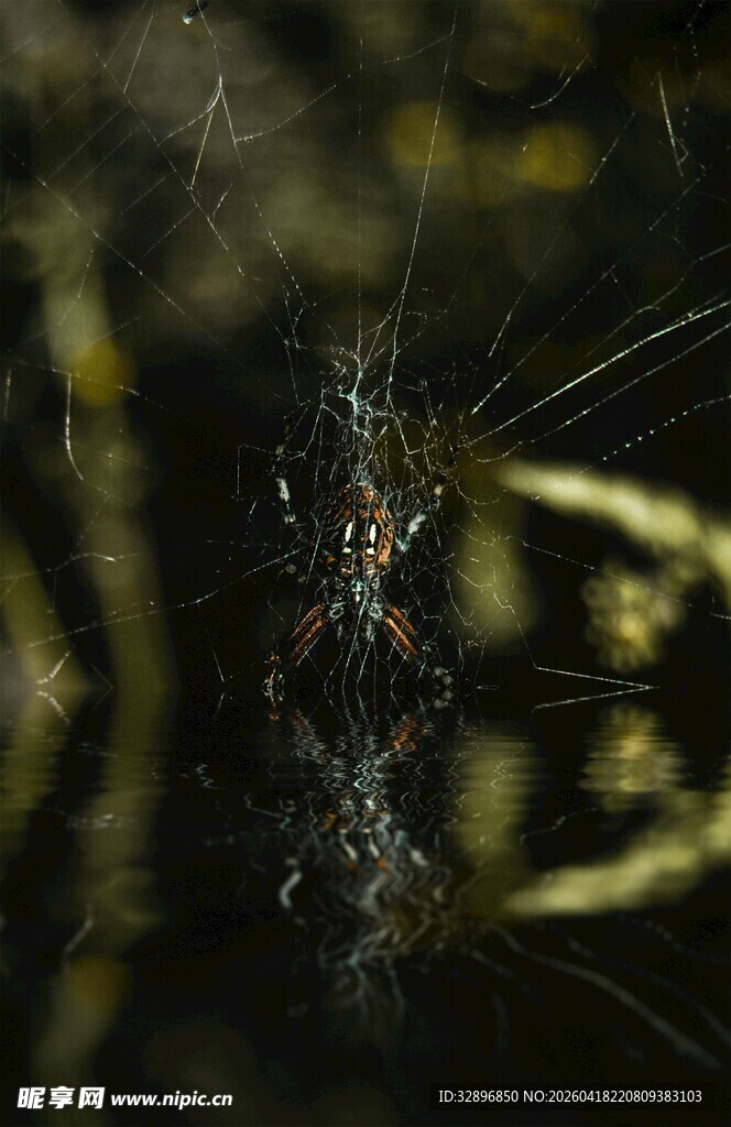 微距下的蜘蛛与蛛网