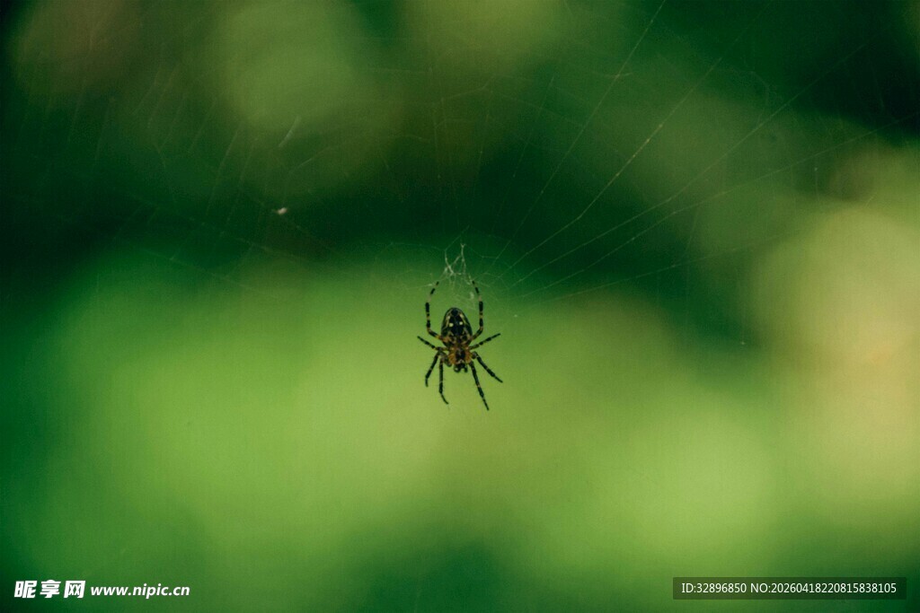 悬于绿间的神秘小蜘蛛