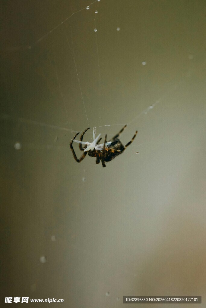 悬于空中的神秘蜘蛛