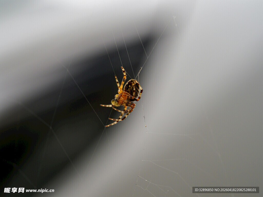 悬于半空的斑斓小蜘蛛