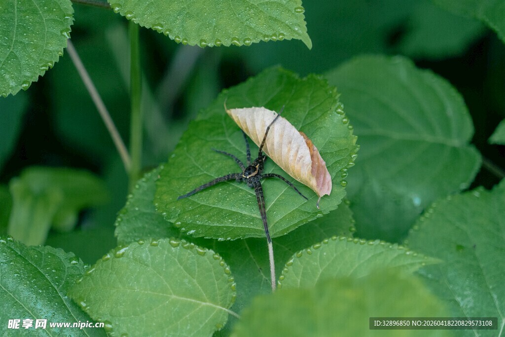 绿叶上的独特粉色昆虫
