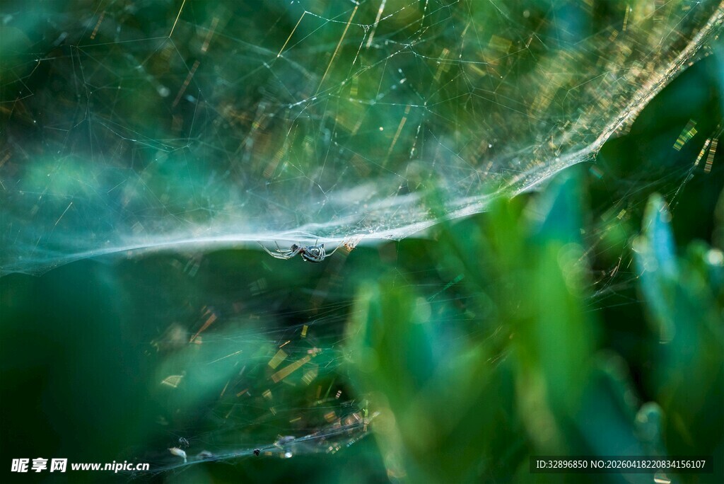 晶莹露珠点缀翠绿蛛网