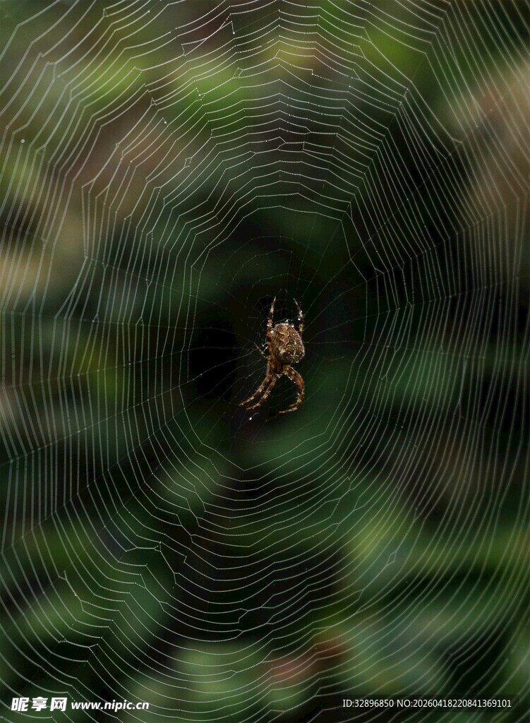 蜘蛛于蛛网中心的特写