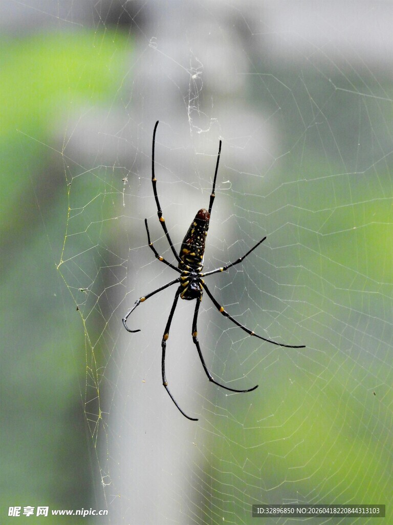 悬于蛛网上的长腿蜘蛛