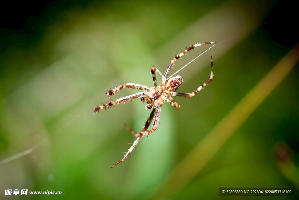 蜘蛛特写