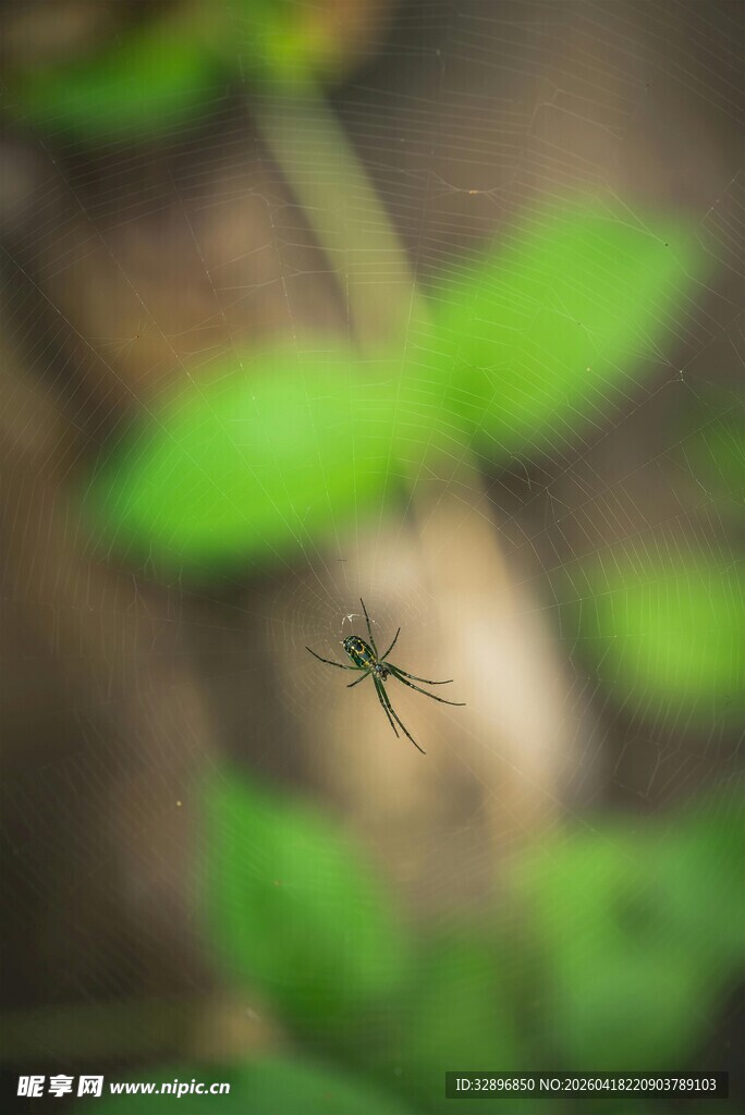 草丛中的黑色小昆虫