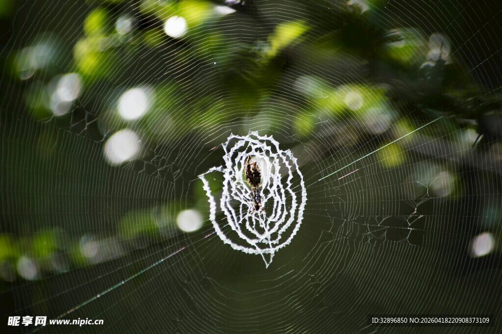 晶莹露珠挂于蛛丝之上