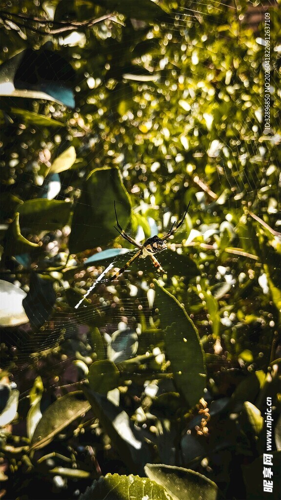 阳光下的翠绿树叶