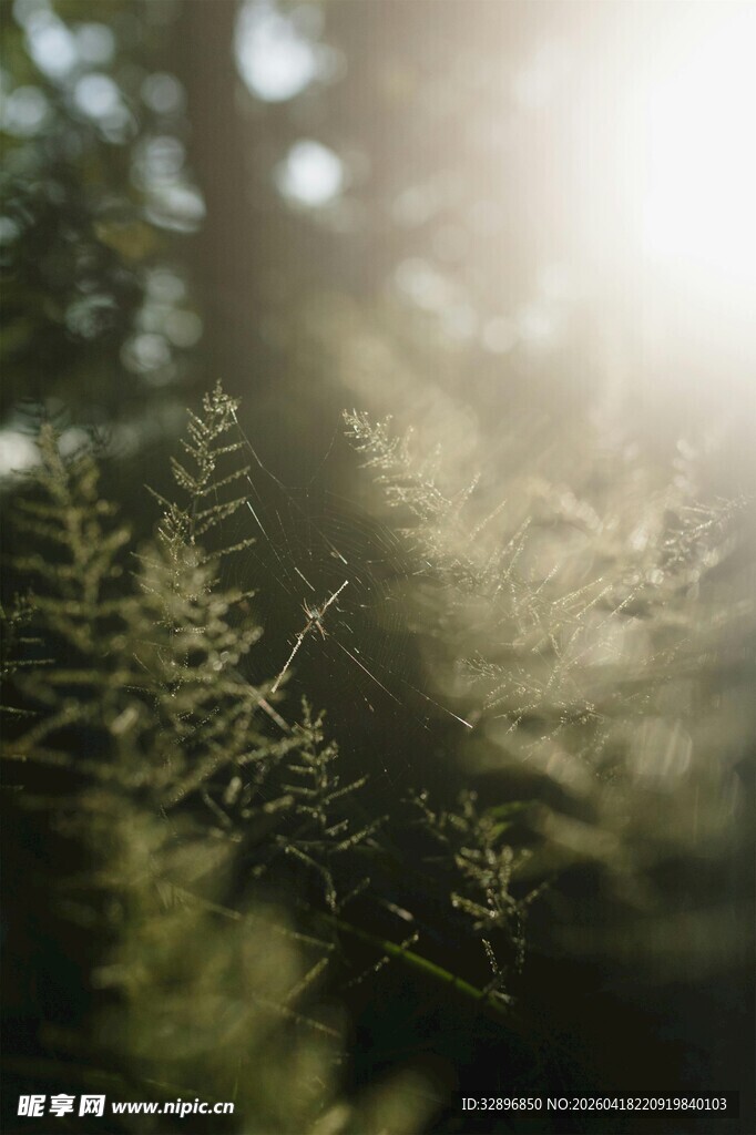 阳光洒落绿意盎然枝叶间