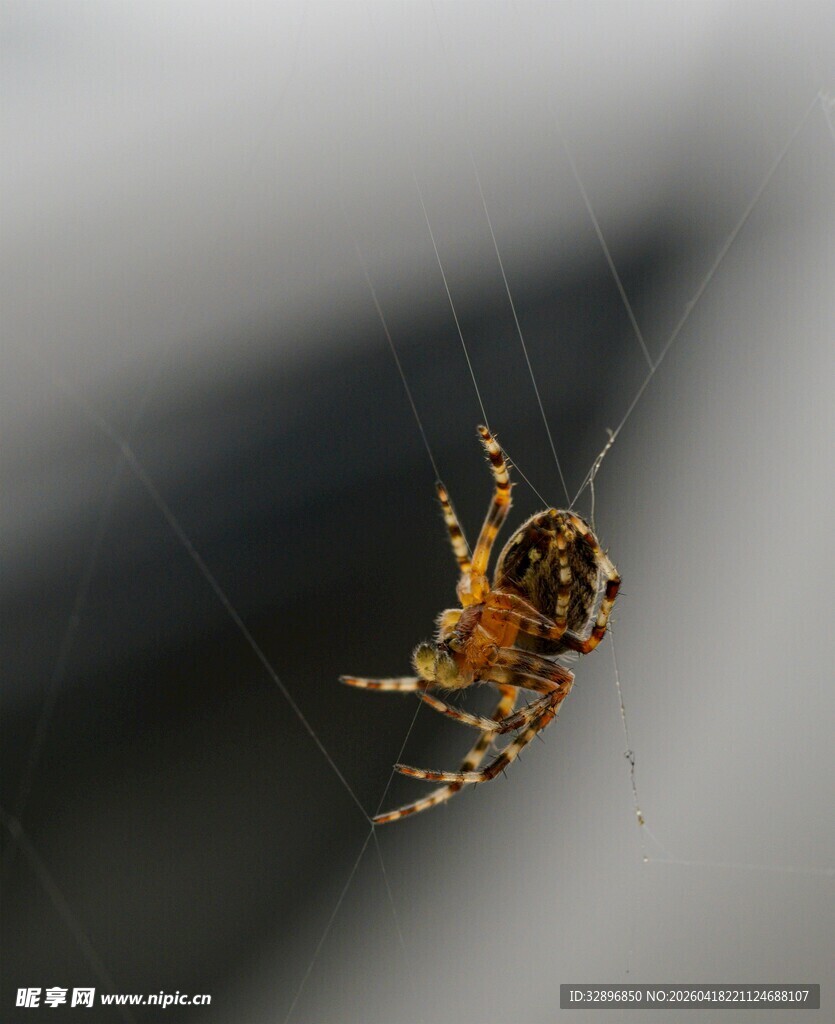 悬于蛛丝的花纹蜘蛛