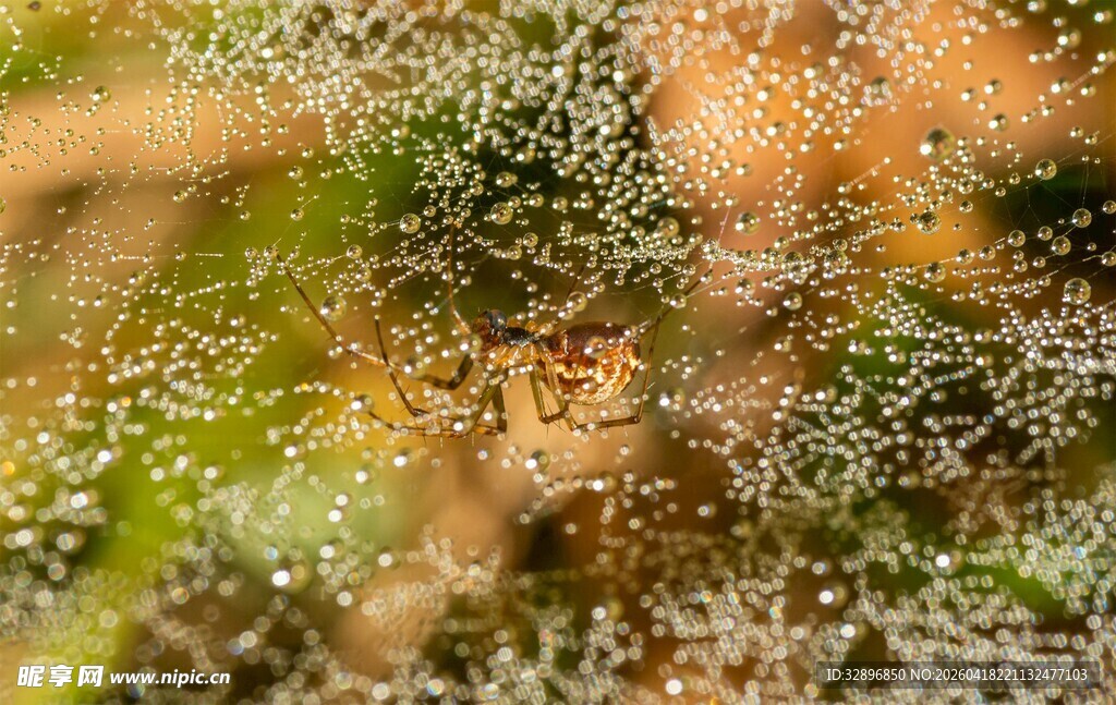 微观下的真菌与植物景象