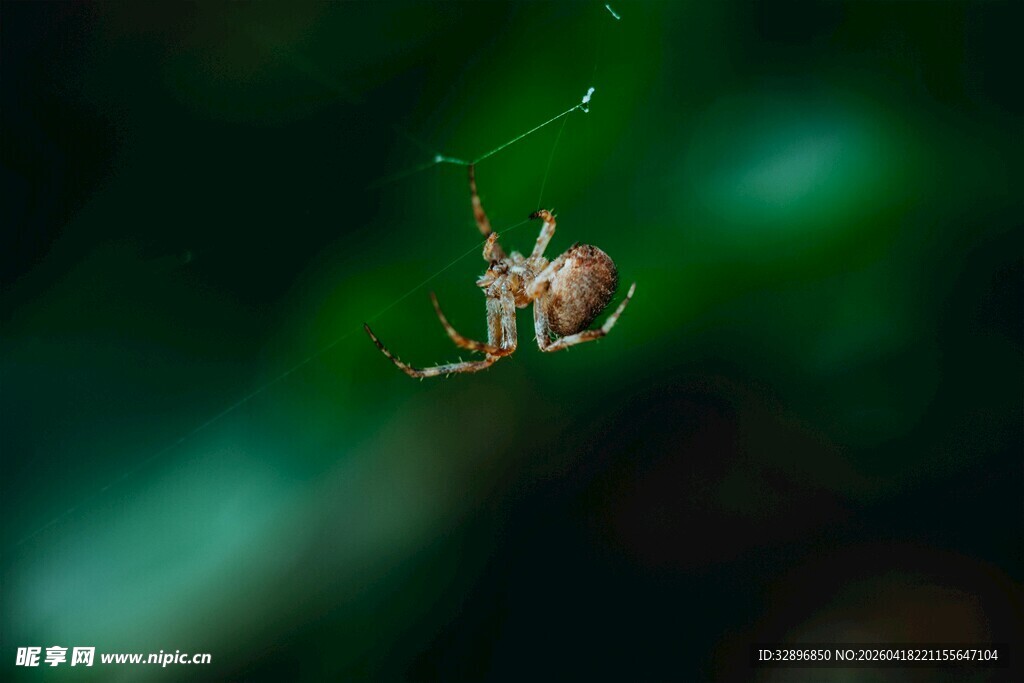 蜘蛛悬于绿色背景中