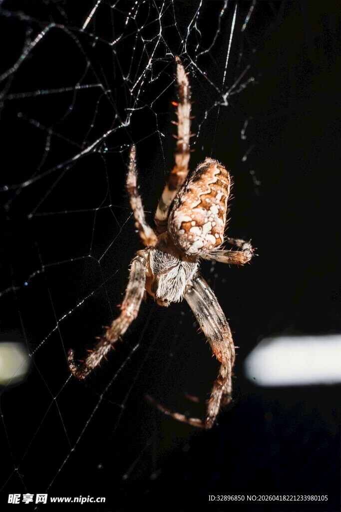蜘蛛悬于蛛网中