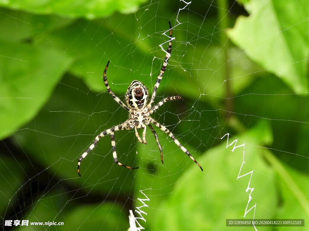 绿叶间的花纹蜘蛛