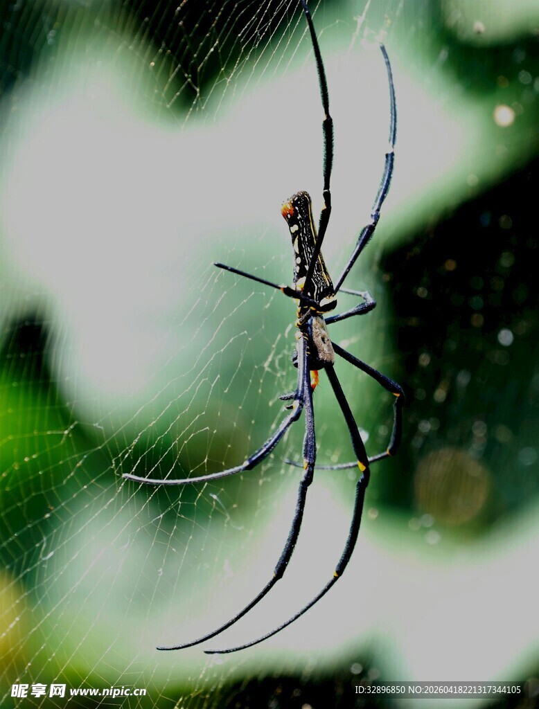 悬于蛛丝的大蜘蛛