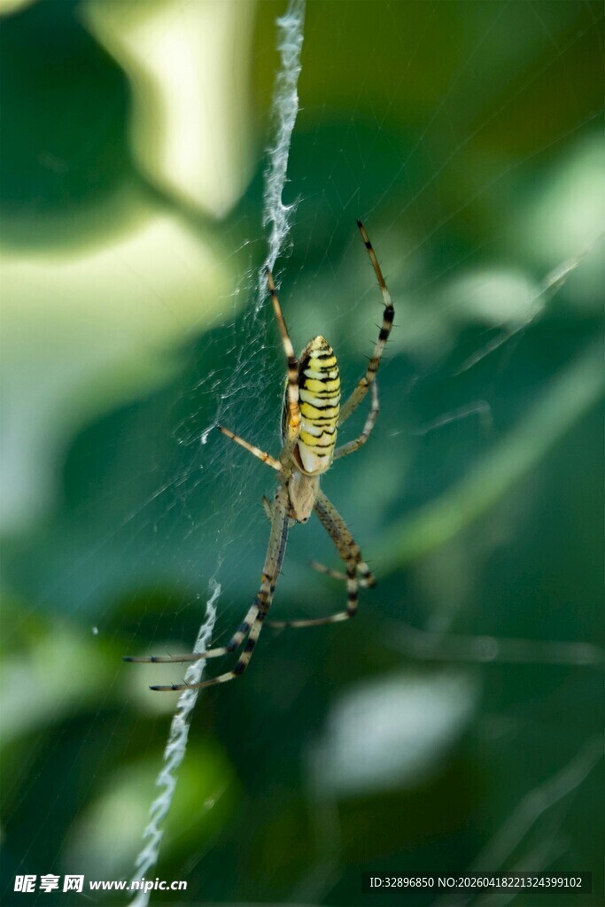 绿叶间的精致蜘蛛