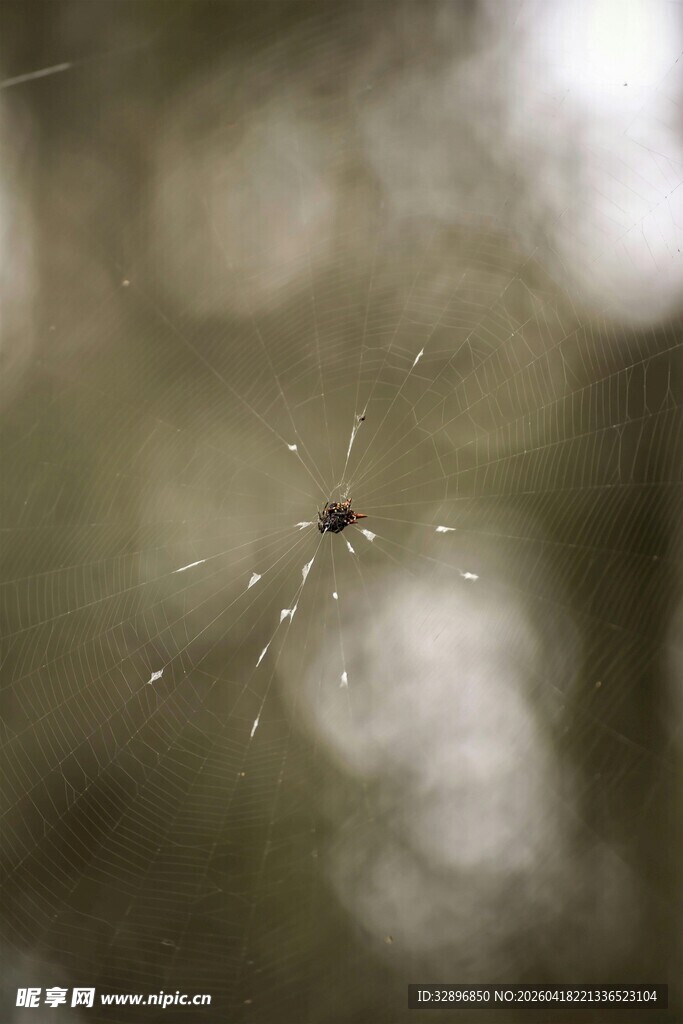 蜘蛛于蛛网上静待猎物