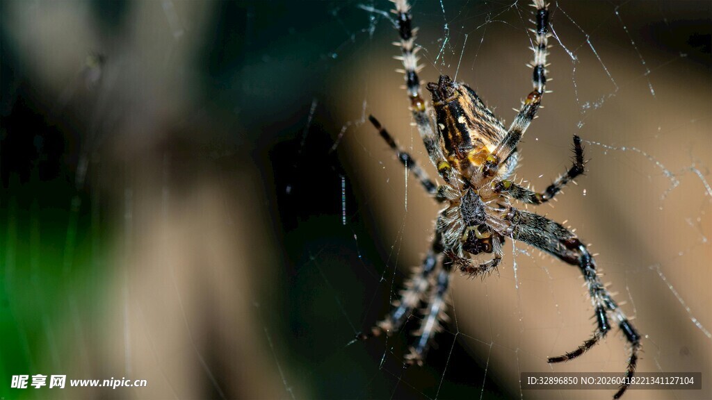 蜘蛛悬挂于蛛丝上