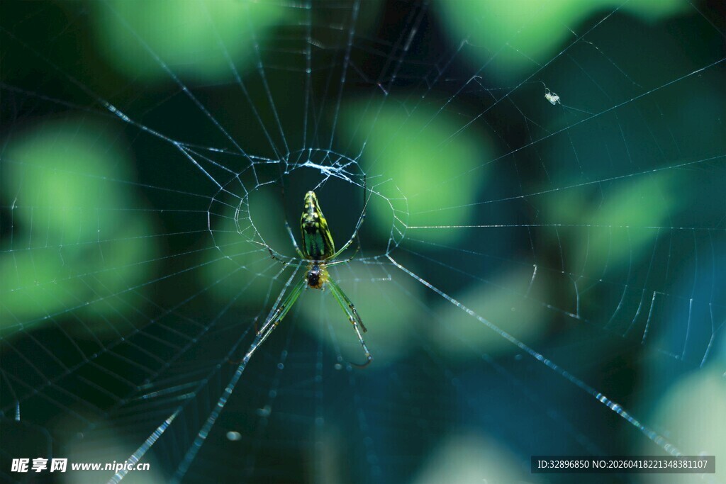 蜘蛛于蛛网间