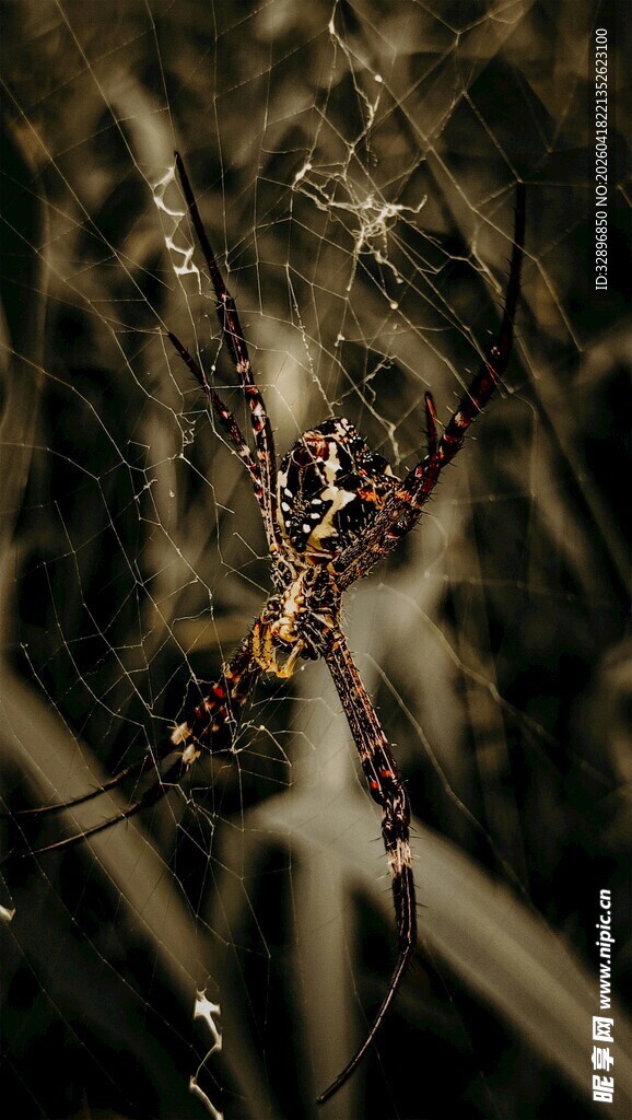 草丛中的神秘蜘蛛