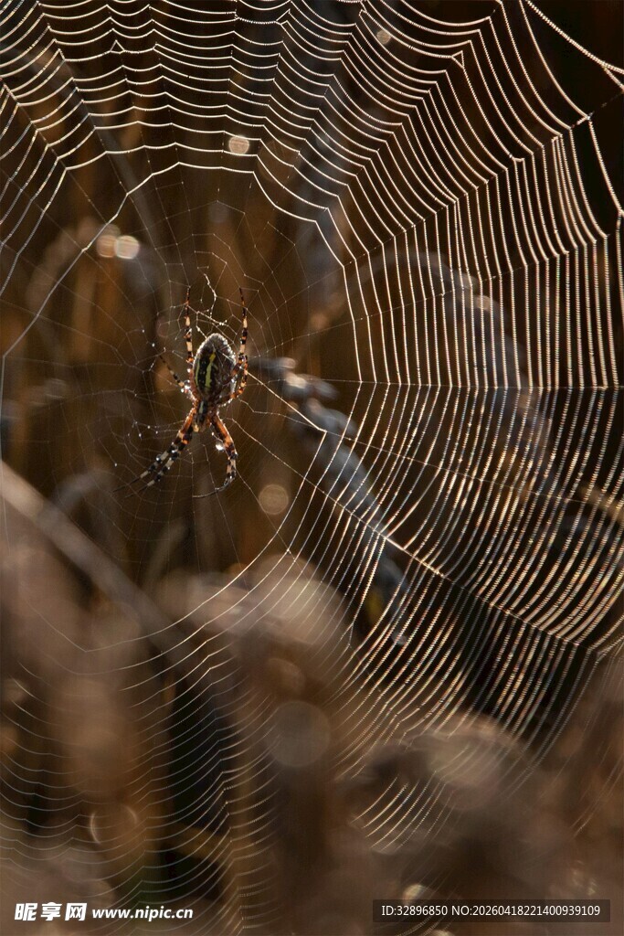 阳光下的精美蜘蛛网