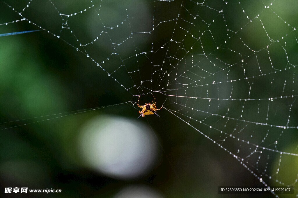 蜘蛛织网露珠点缀