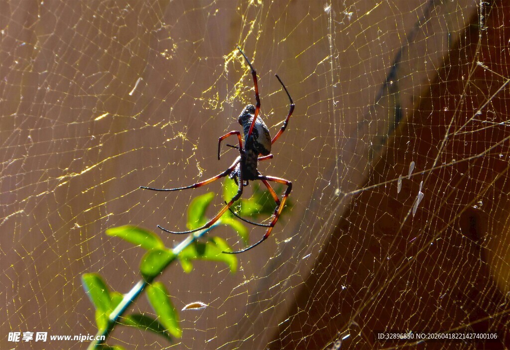 蜘蛛织网捕虫场景