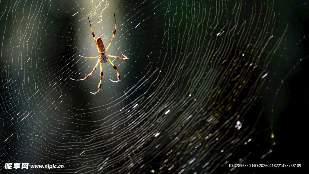蜘蛛悬于精巧蛛网上