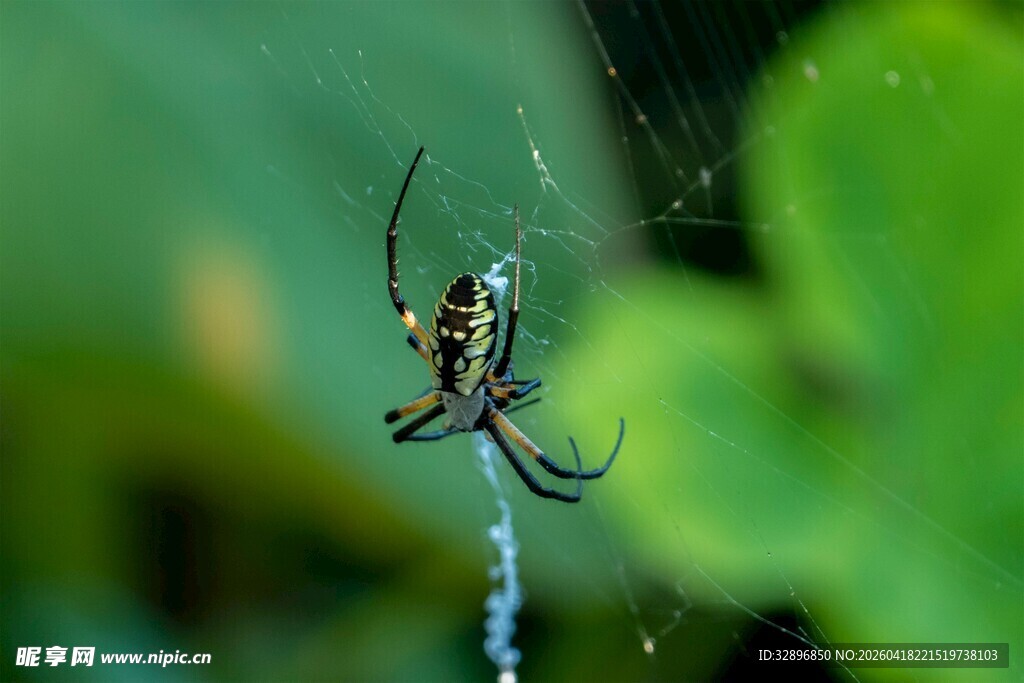 蜘蛛于蛛网静待猎物