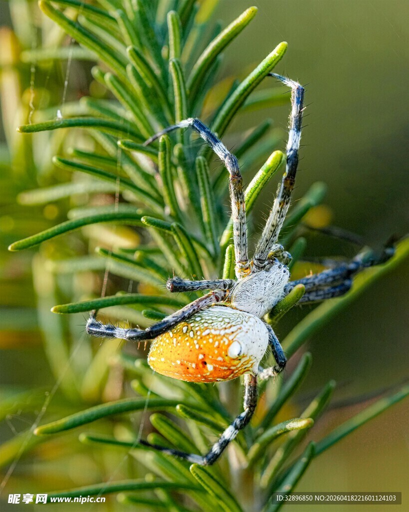 蜘蛛栖息于翠绿迷迭香枝上