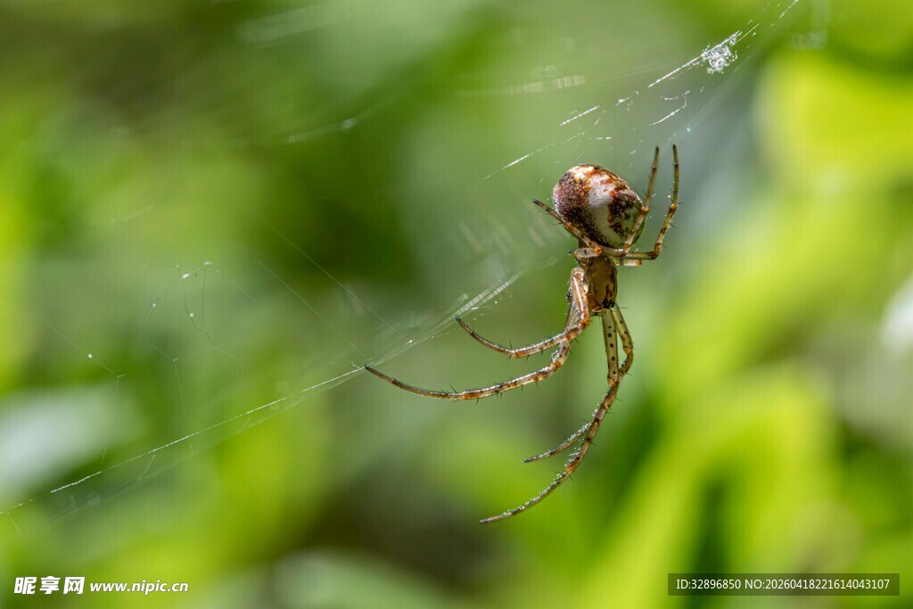 蜘蛛悬挂在蛛网上