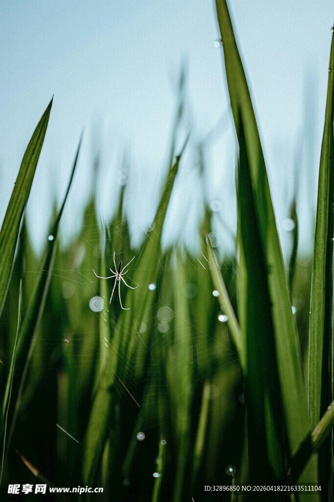 青草尖上的晶莹露珠